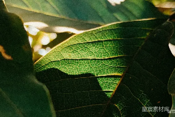 高清摄影 阳光下的叶脉