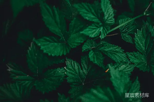 高清摄影 深绿叶影