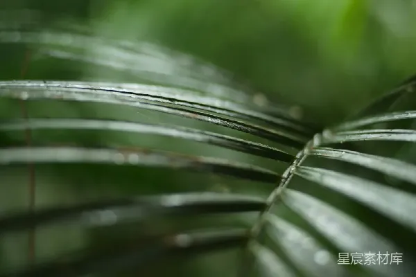 高清摄影 雨后绿叶的细腻纹理