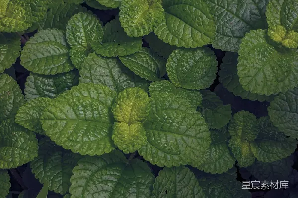 高清摄影 茂盛的绿色植物