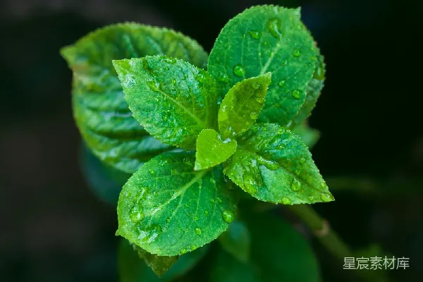 高清摄影 雨后嫩绿的叶子