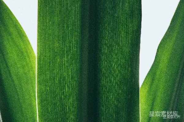高清摄影 绿色植物叶片特写
