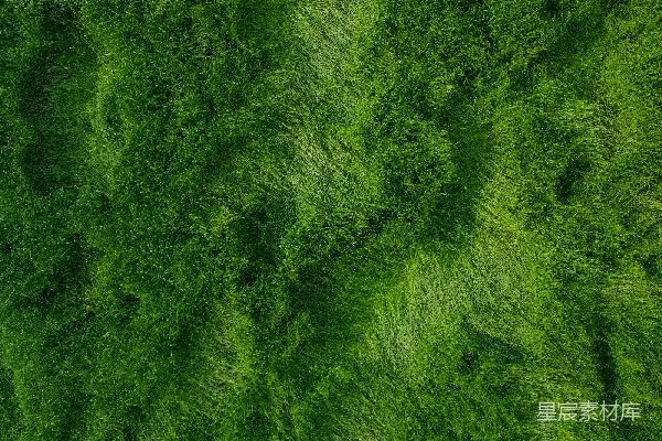 高清摄影 风吹草低见牛羊