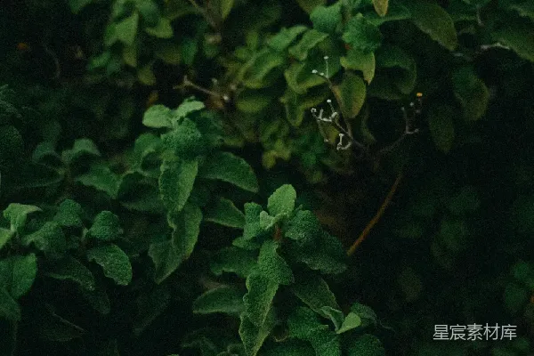 高清摄影 深邃绿植背景