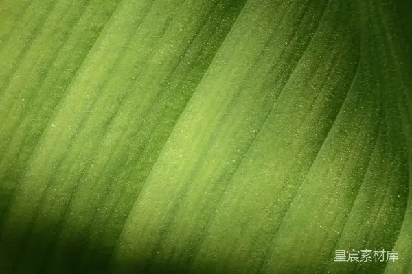 高清摄影 绿叶纹理的自然之美