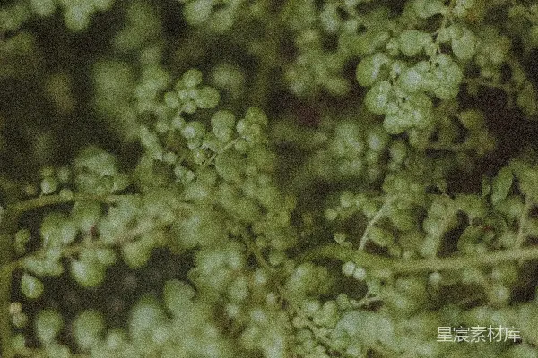 高清摄影 绿色植物特写