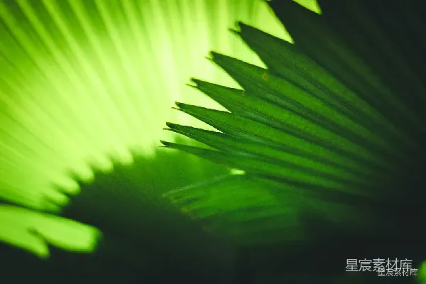 高清摄影 阳光透过棕榈叶