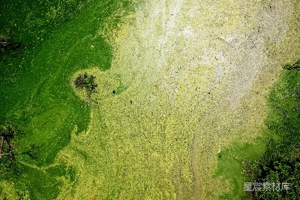 高清摄影 航拍湿地中的绿色藻类