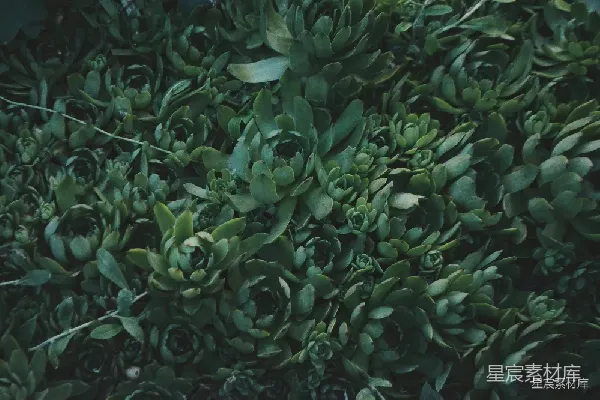 高清摄影 青翠多肉植物特写