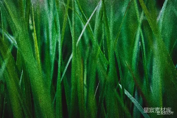 高清摄影 生机勃勃的绿草特写