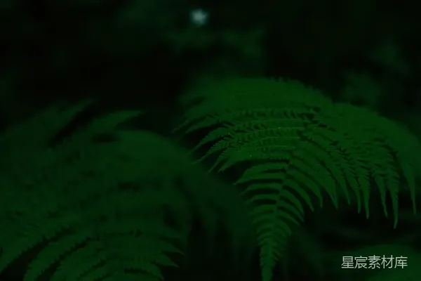 高清摄影 幽暗森林中的蕨叶
