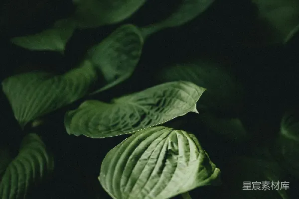 高清摄影 幽暗中的绿叶
