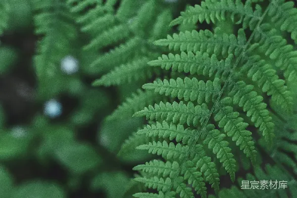 高清摄影 翠绿的蕨类植物特写