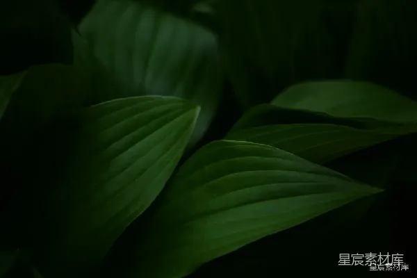 高清摄影 深色背景中的绿色叶子