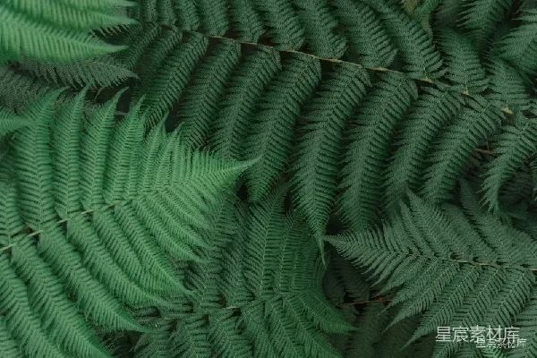 高清摄影 翠绿的蕨类植物叶片