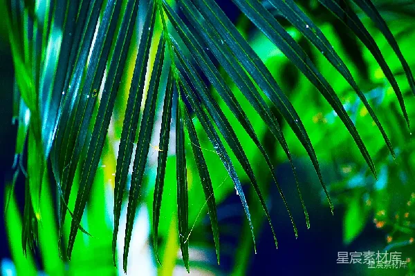 高清摄影 翠绿的棕榈叶