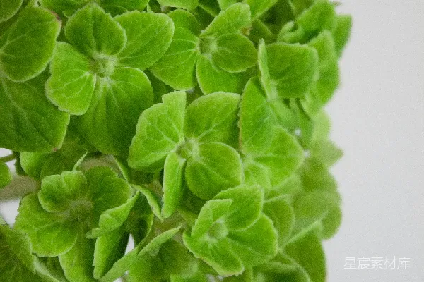 高清摄影 清新绿植特写