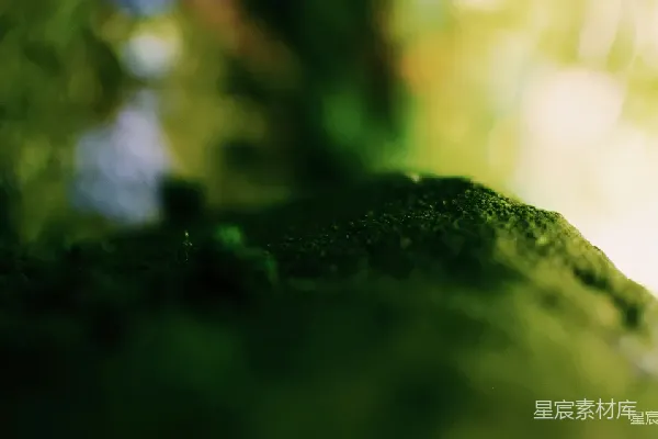 高清摄影 绿意盎然的自然角落