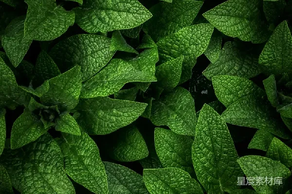 高清摄影 深邃的绿色植物纹理