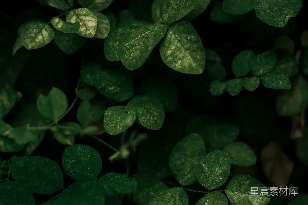 高清摄影 幽暗中的绿叶