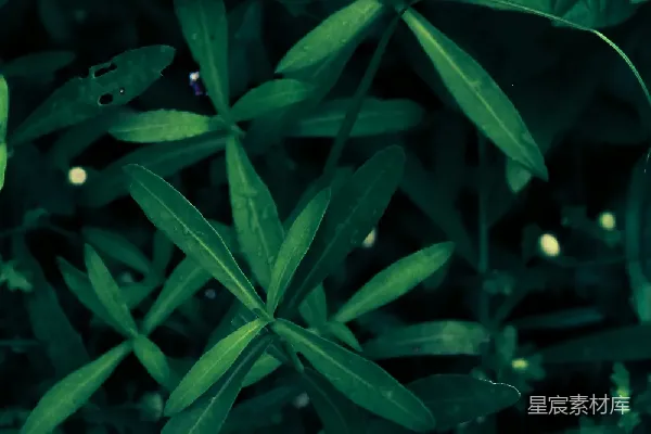 高清摄影 翠绿的植物叶片