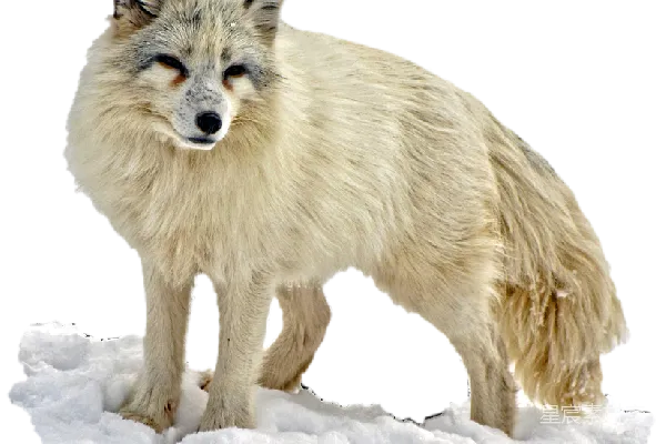 元素素材 北极