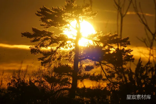 高清摄影 夕阳下的树影轮廓