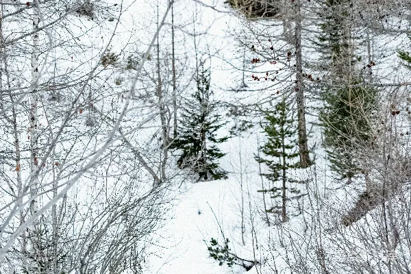 高清摄影 一个男子在覆有白雪的斜坡上滑翔 skiing
