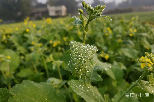 高清摄影 植物的特写镜头