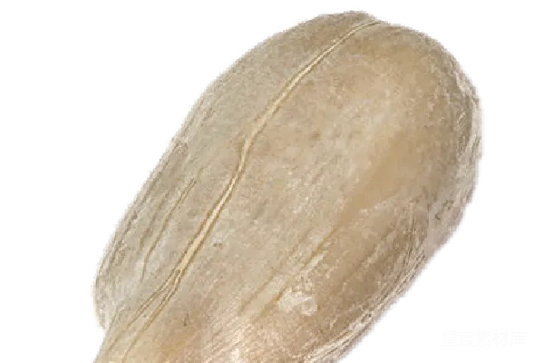 元素素材 向日葵