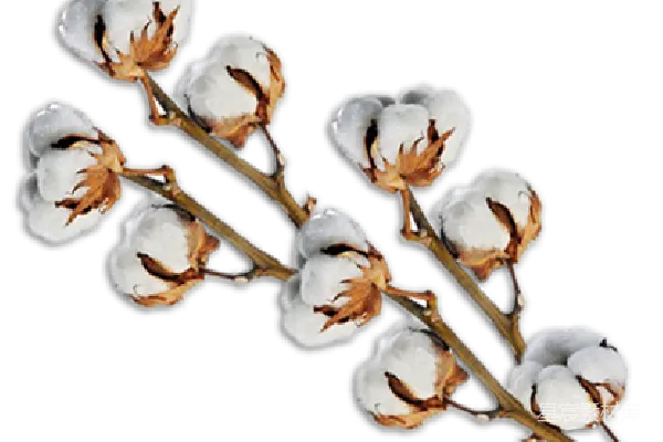元素素材 棉花