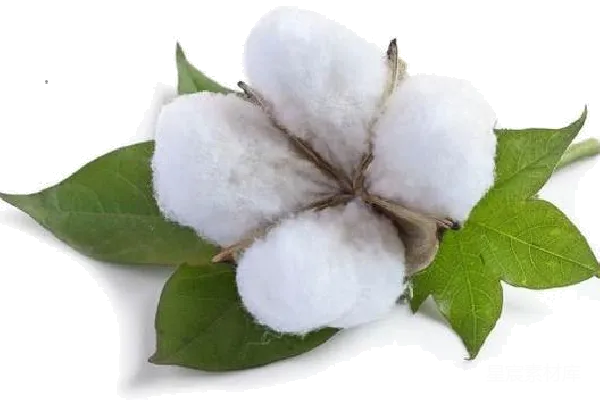 元素素材 棉花