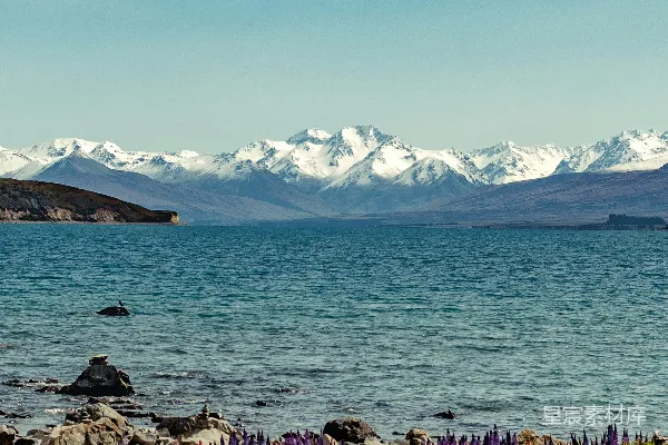 高清摄影 白天近水紫黄相间花田与覆雪山峦的景色