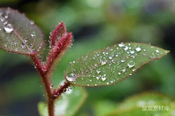 高清摄影 绿叶植物