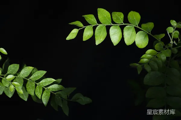 高清摄影 一片片绿叶的群落