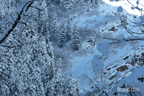 高清摄影 远处一片雪景中的高山，前景有树木。