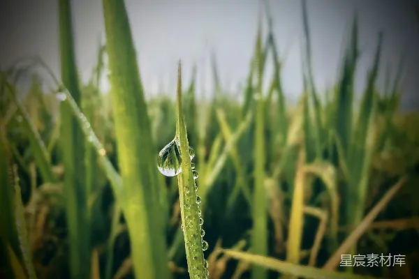高清摄影 草叶上的露珠