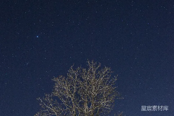 高清摄影 树上没有叶子，背景是夜空。