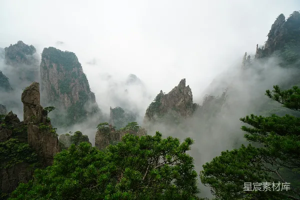 高清摄影 山坡上白天的绿叶树