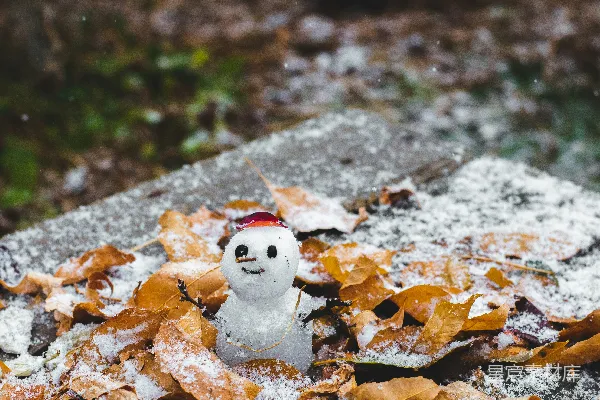 高清摄影 雪人玩偶置于棕色干叶子之上