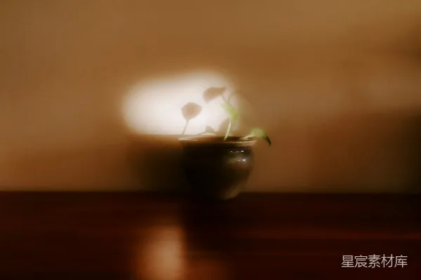 高清摄影 一幅模糊的照片里有一只花瓶和里面的花朵。