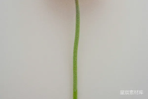 高清摄影 黄花绿茎