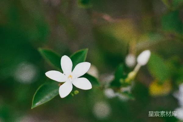 高清摄影 一朵娇嫩的白色花朵，配以绿色的叶子。