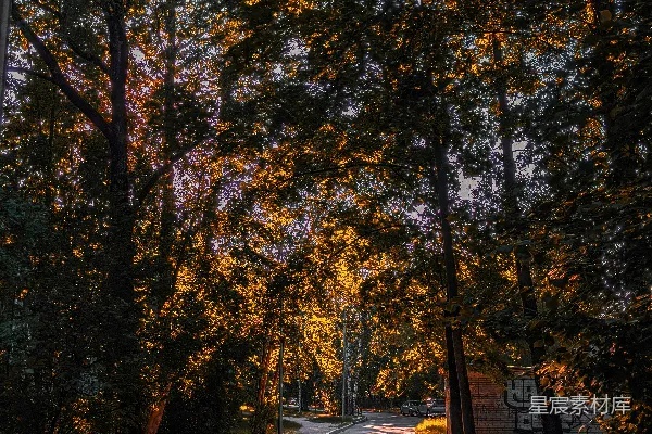 高清摄影 道路两旁种有树木