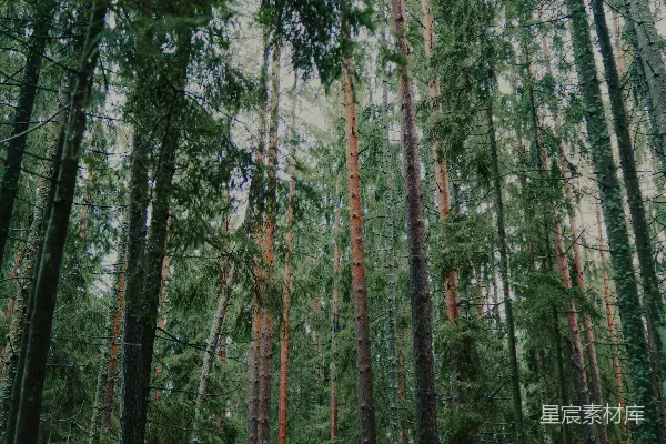 高清摄影 密林中高大的常绿树木