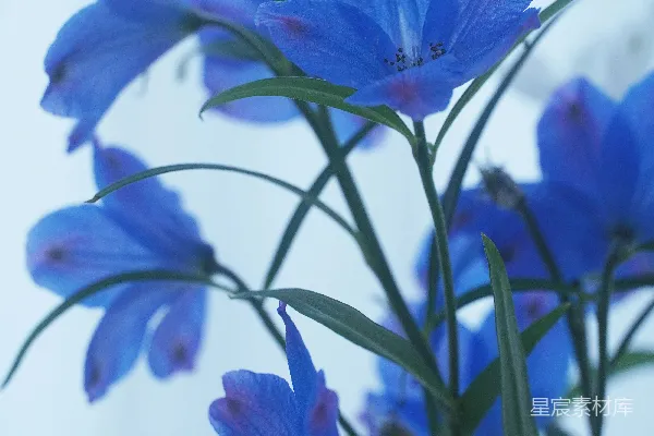 高清摄影 一束蓝花的花瓶中
