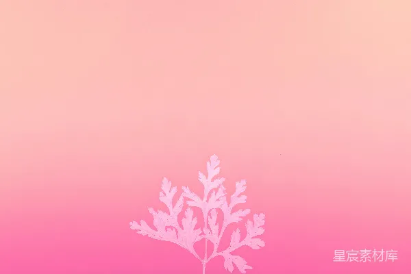 高清摄影 紫色天空下的黑树
