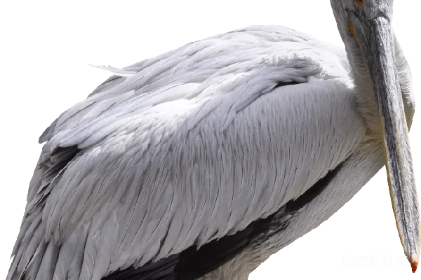 元素素材 PNG