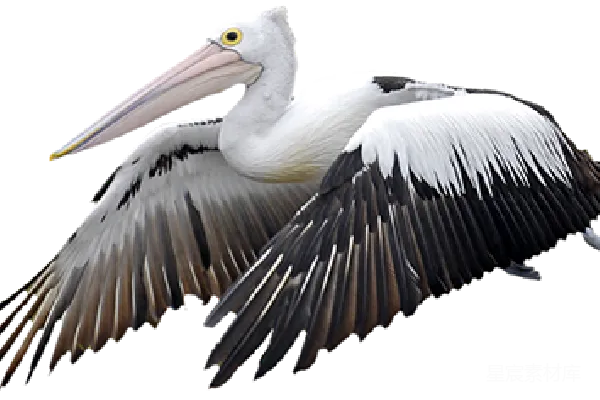 元素素材 企鹅