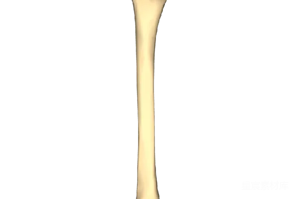 元素素材 人类股骨3D模型